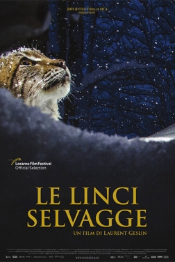 Le linci selvagge